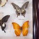 Naturalized butterfly frame, vintage