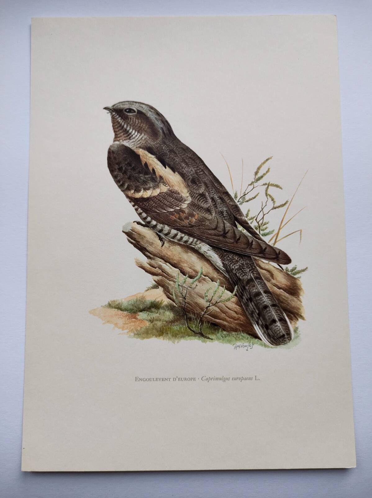 Bird illustration 1960s - European nightjar - Vintage zoological and ornithological image