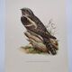 Bird illustration 1960s - European nightjar - Vintage zoological and ornithological image
