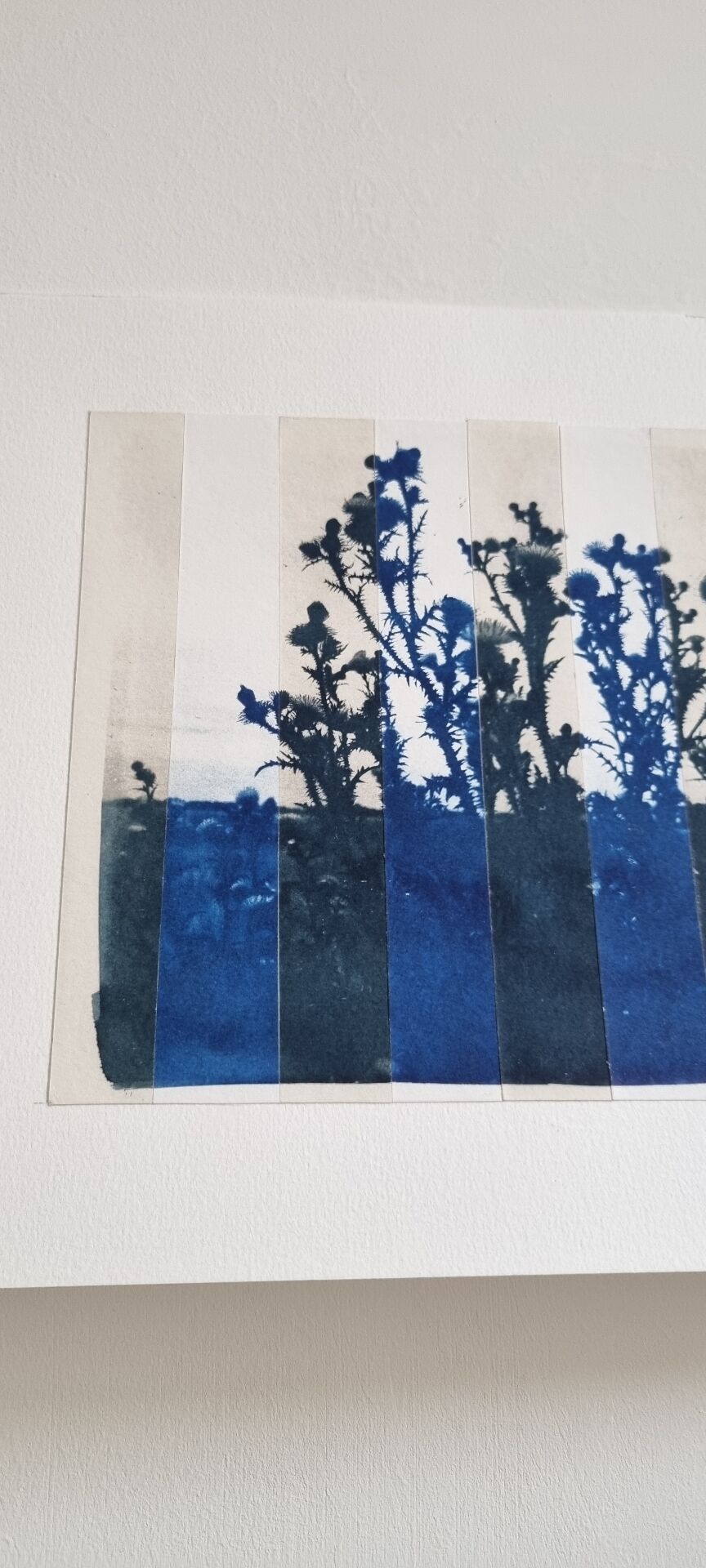 Cyanotype photo bichromy