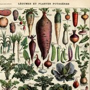 Gravure ancienne 1923 - Légumes et plantes potagères par A. Millot - nature