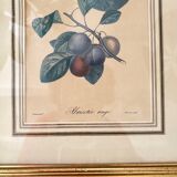 Botanical board - Red apricot