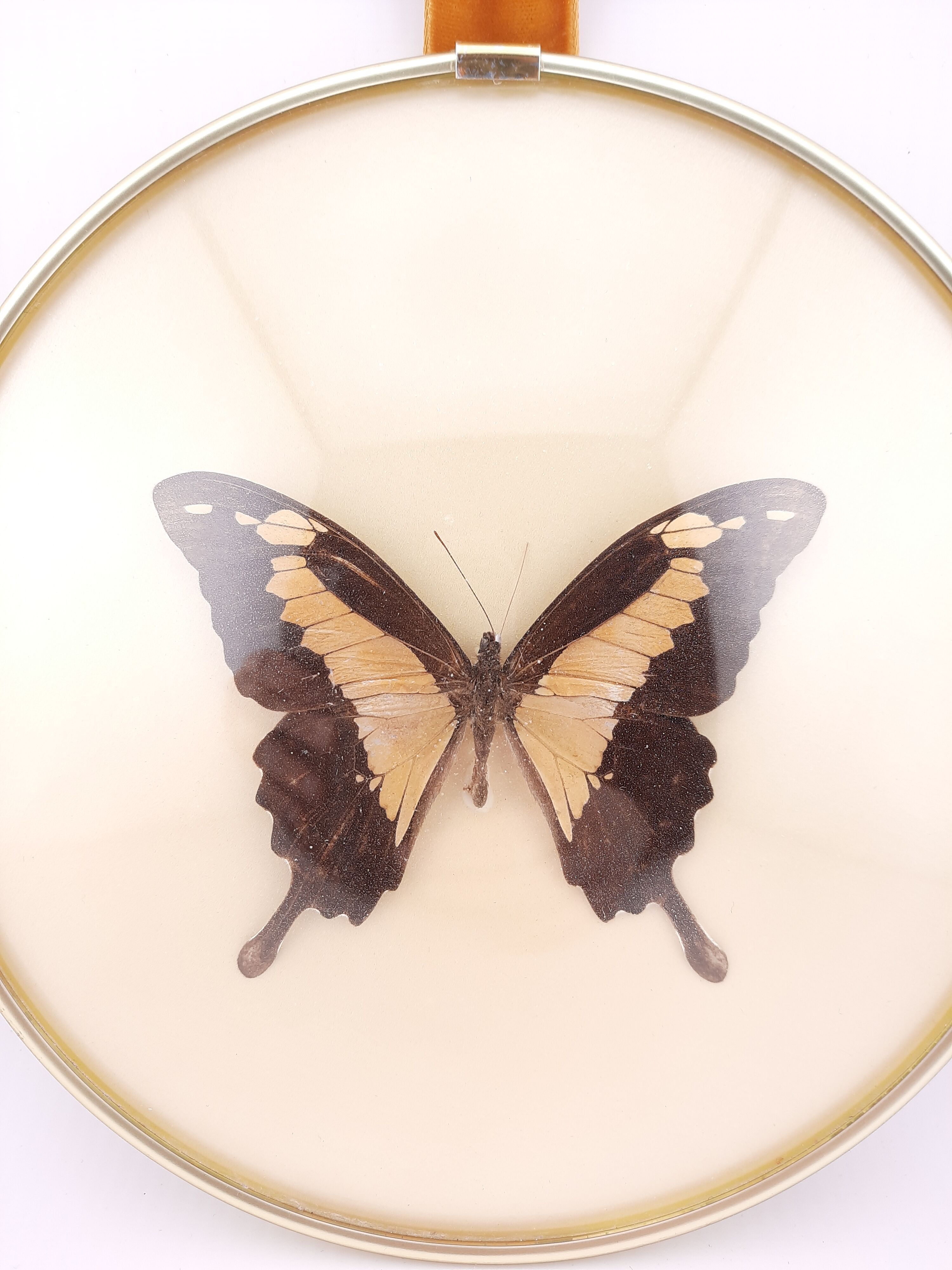 Papillon Taxidermie Résine – Spécimen Réel Encastré, Art Mural & Collection Entomologie Cadeau