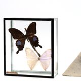 Display case with two butterflies, 1970s