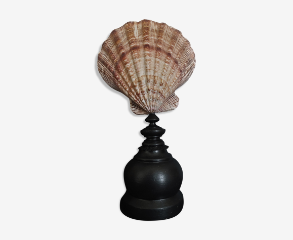Cabinet de curiosités coquillage nodipecten subnodosus sur socle