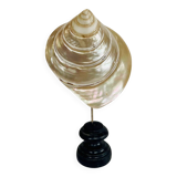 Shellfish