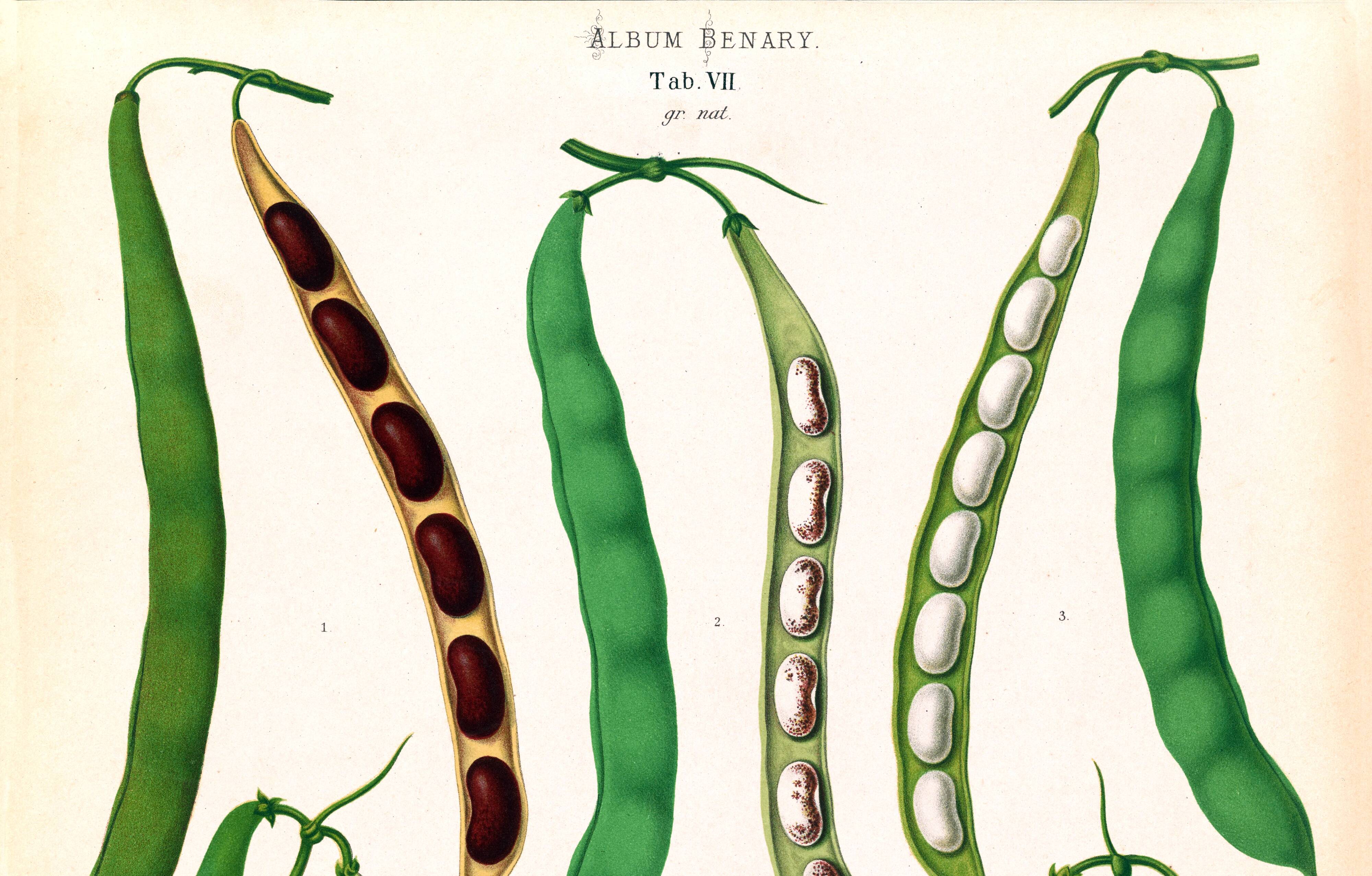 Poster about beans, based on an old engraving from 1886.