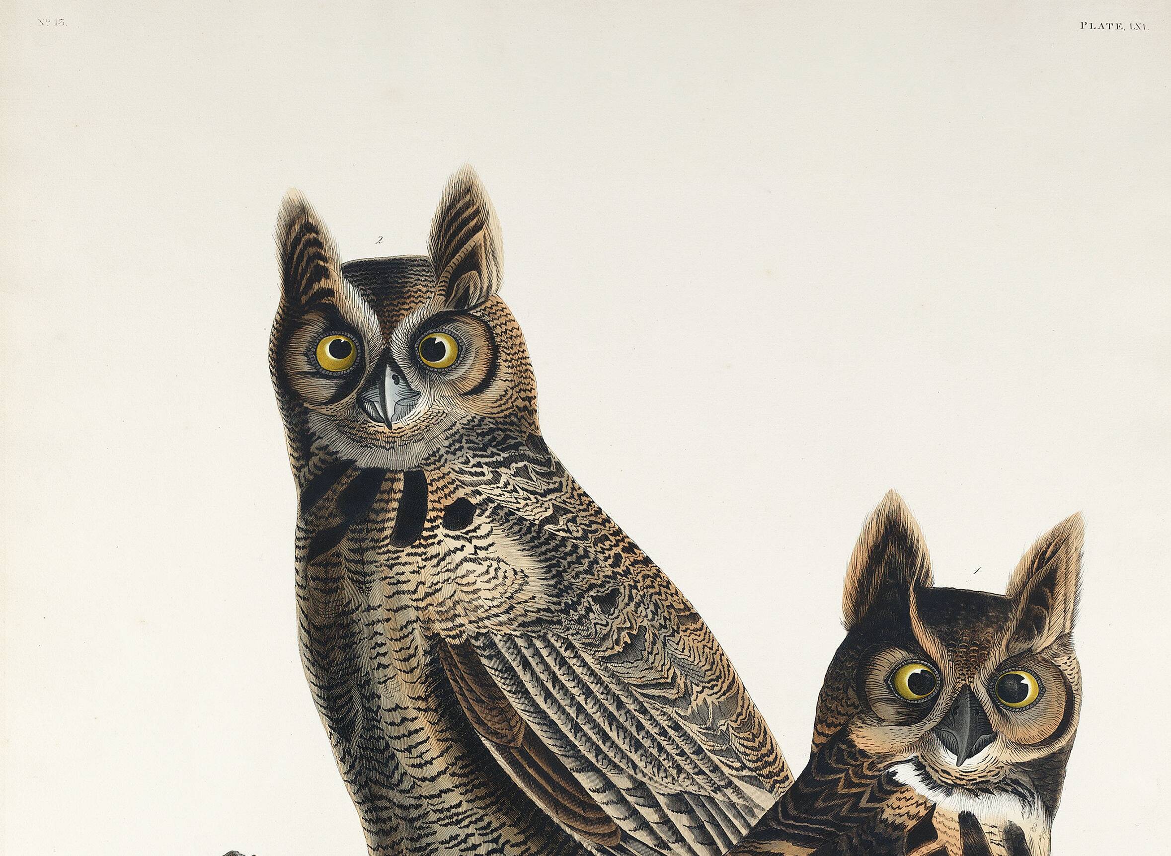Poster for "Spectacled Owl", based on an old engraving from 1827.