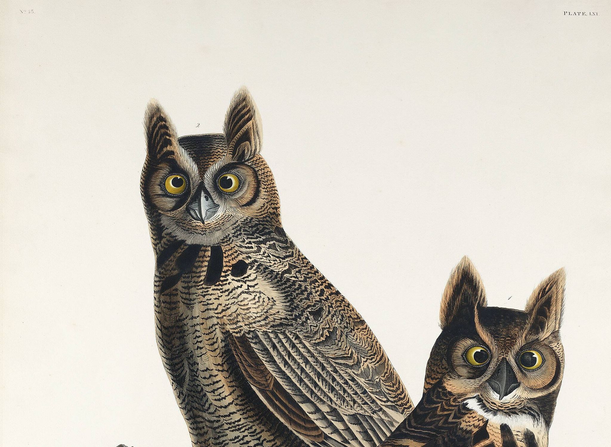 Poster for "Spectacled Owl", based on an old engraving from 1827.