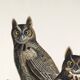 Poster for "Spectacled Owl", based on an old engraving from 1827.