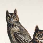 Poster for "Spectacled Owl", based on an old engraving from 1827.