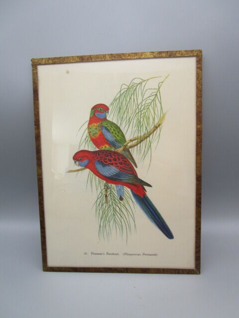 Engraving of ancient birds