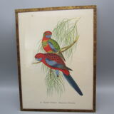 Engraving of ancient birds