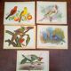 lot of zoological posters, birds, 60s
