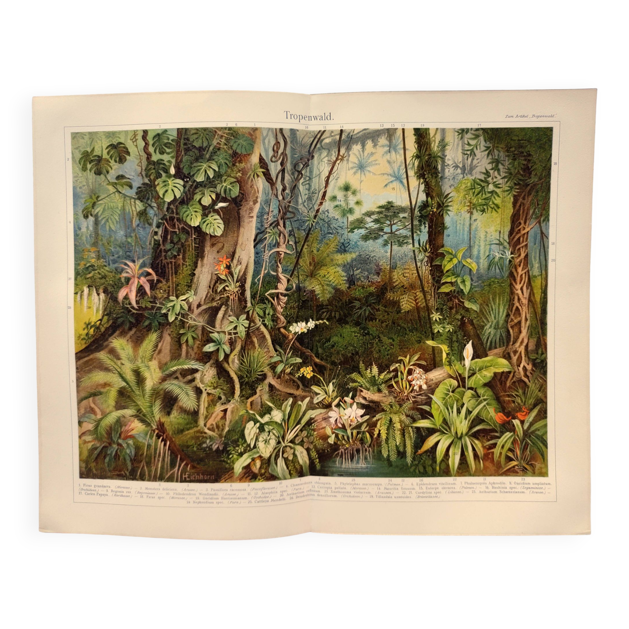 Engraving from 1909 - Tropical forest - Old German plate - Chromolithograph