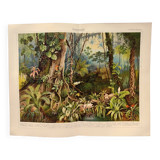 Engraving from 1909 - Tropical forest - Old German plate - Chromolithograph