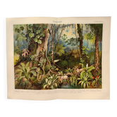 Gravure de 1909 - Forêt tropicale - Planche ancienne allemande - Chromolithographie