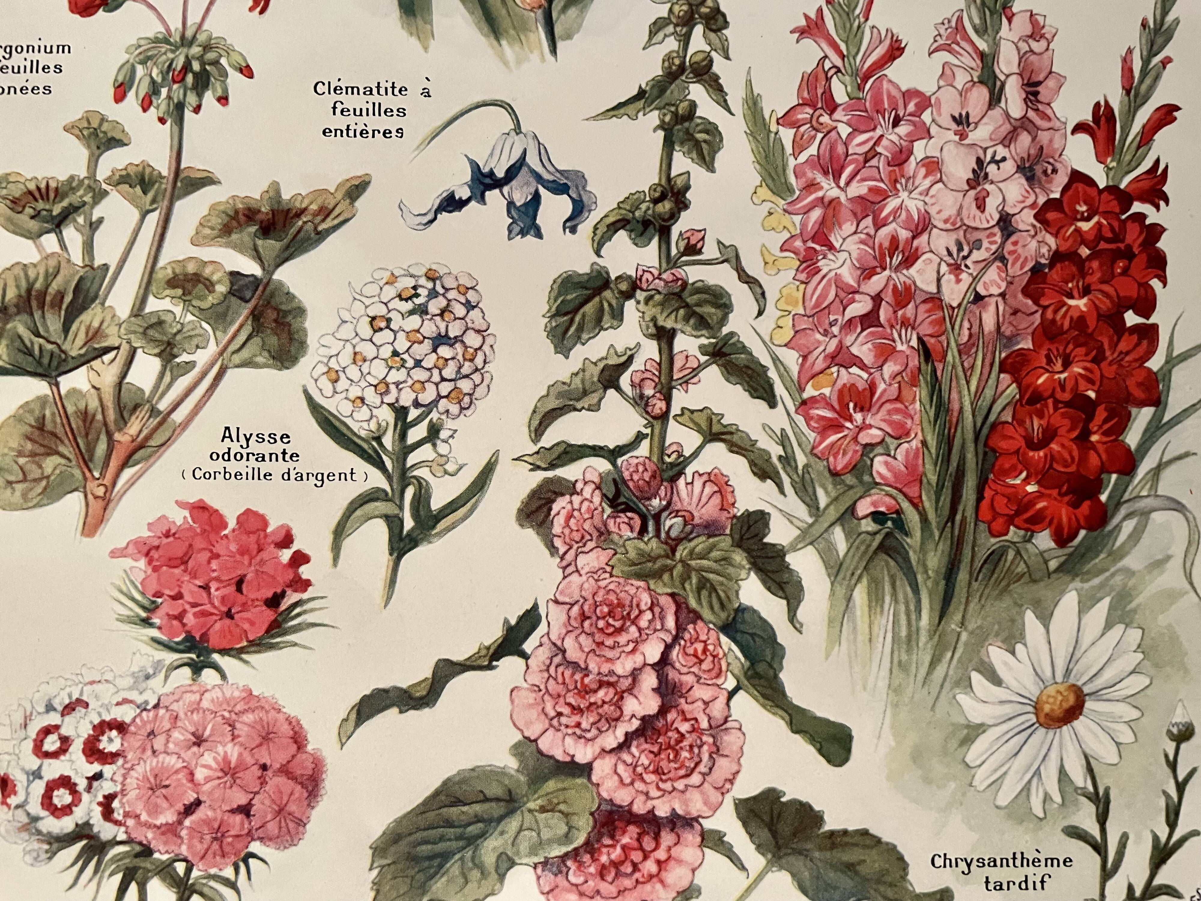 Lithograph on perennial flowers from 1921