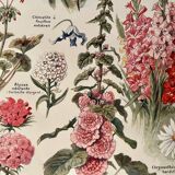 Lithograph on perennial flowers from 1921