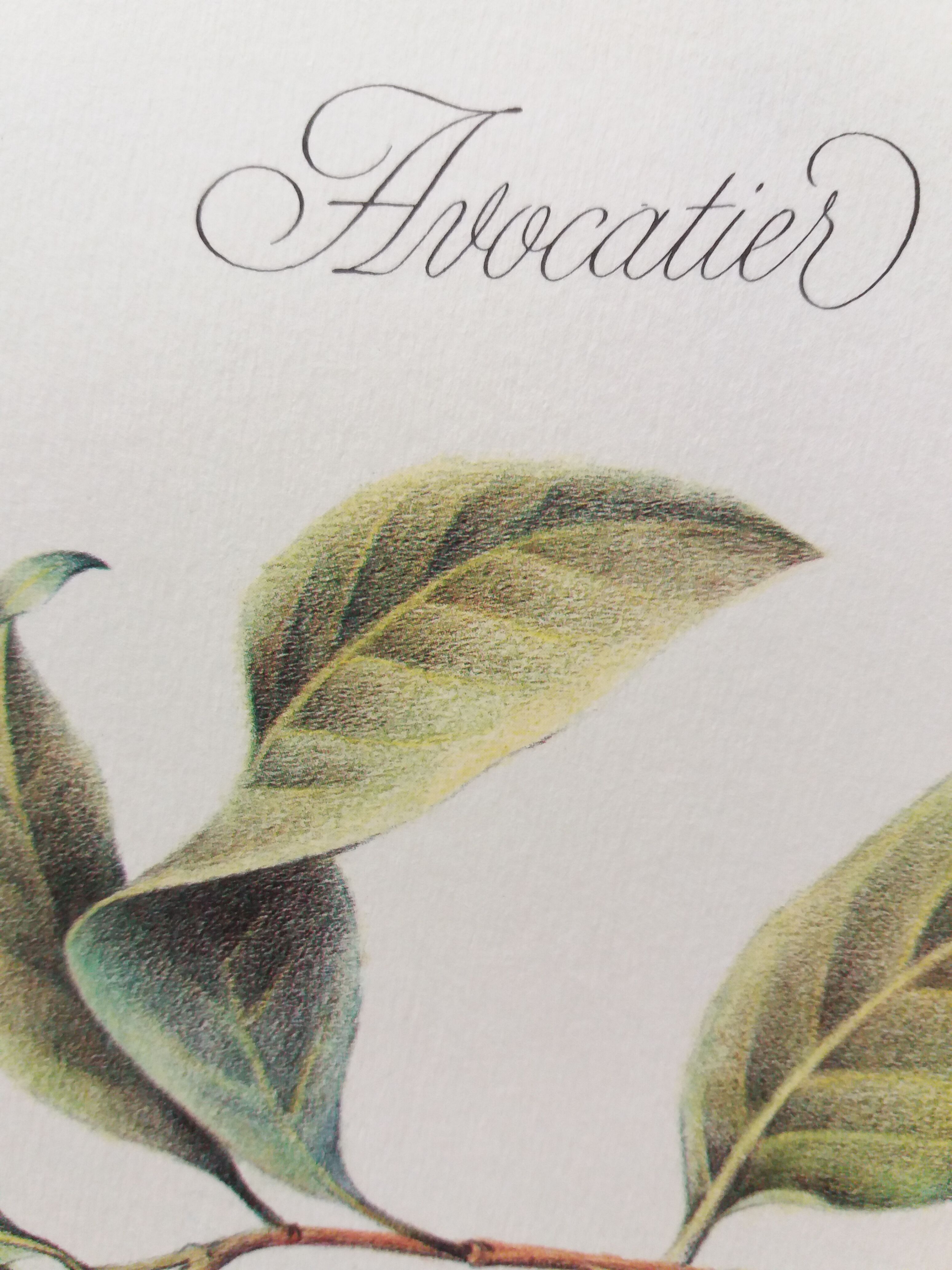 Botanical poster Avocado