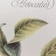 Botanical poster Avocado