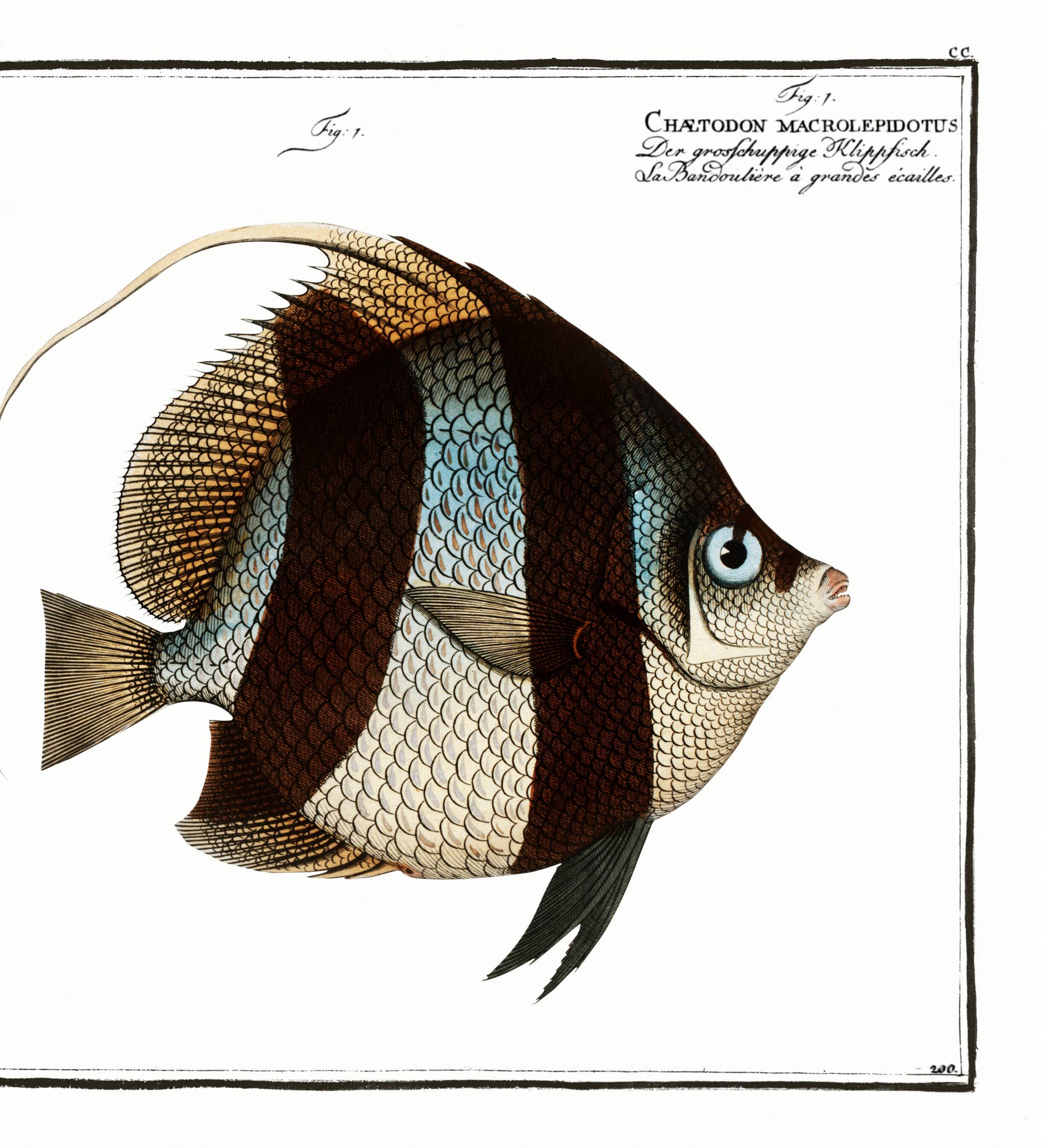 Poster about Butterfly Fish, based on an old engraving from 1746.