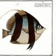 Poster about Butterfly Fish, based on an old engraving from 1746.