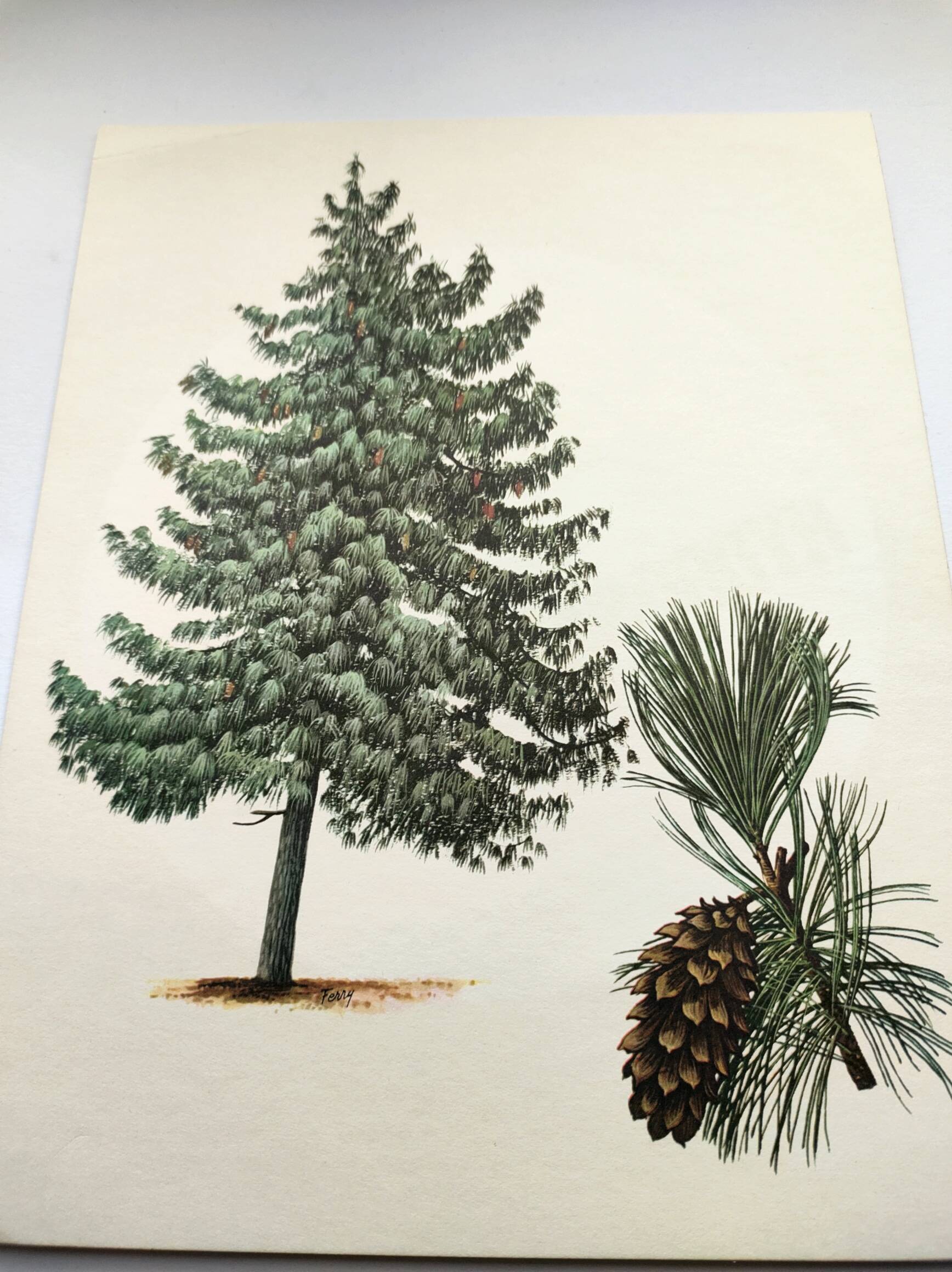 Illustration Pin Weymouth - Vintage Nature Botanical Tree Board 60s