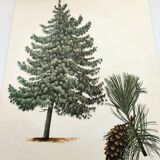 Illustration Pin Weymouth - Vintage Nature Botanical Tree Board 60s