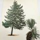 Illustration Pin Weymouth - Vintage Nature Botanical Tree Board 60s