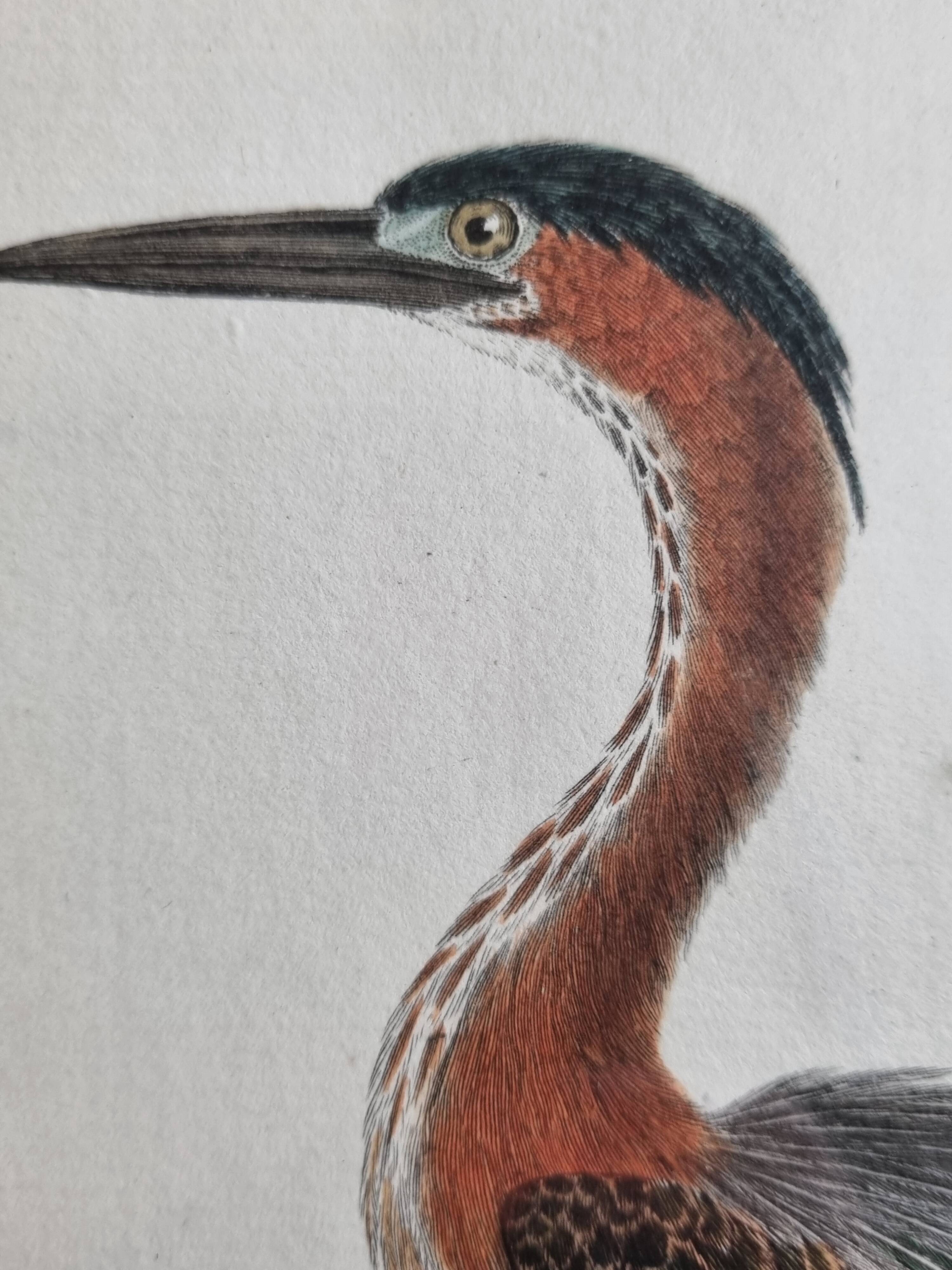 Original engraving by François Nicolas Martinet, 18th century, Louisiana crab fisher, framed,