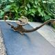 3 vintage Italian baroque brass coat hooks