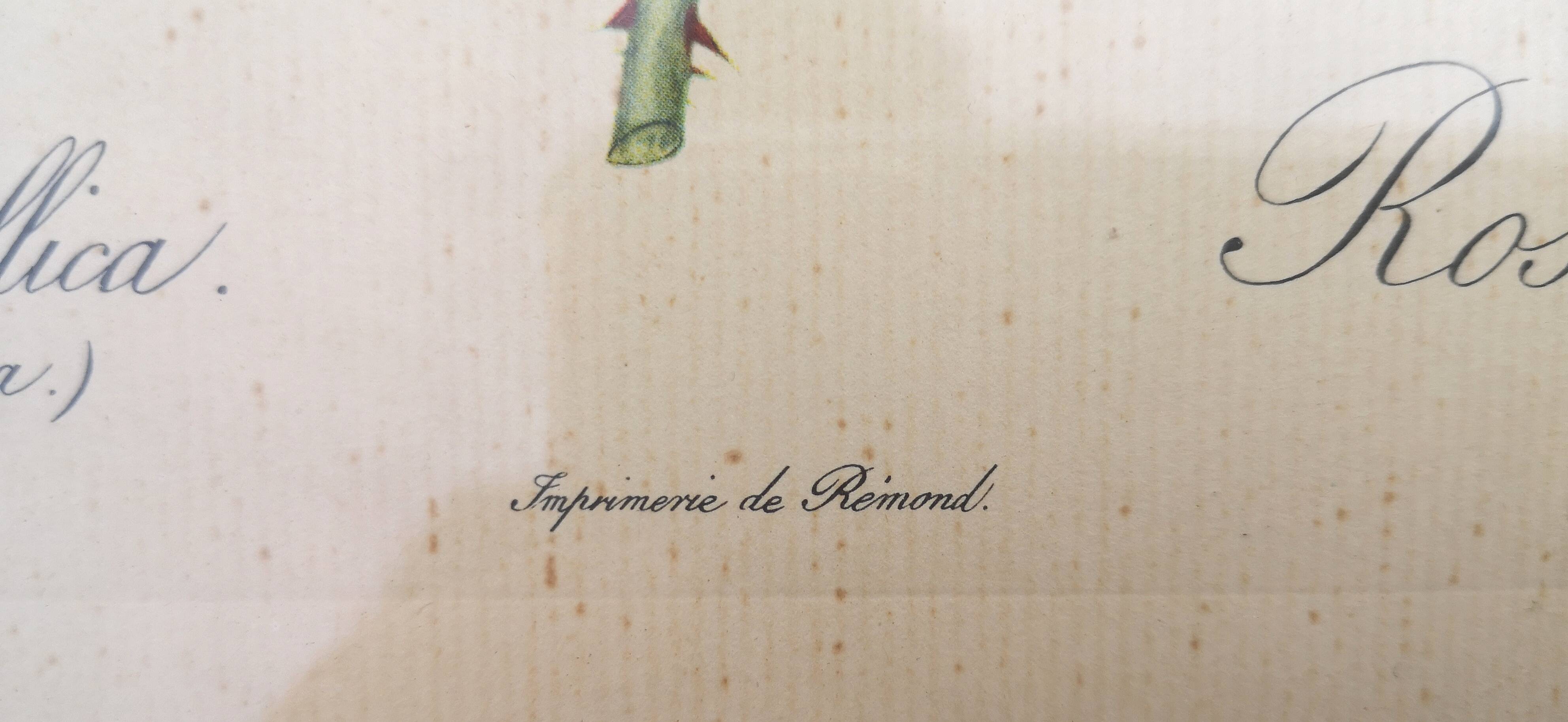 Framed lithograph by Pierre-Joseph Redouté