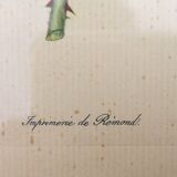 Framed lithograph by Pierre-Joseph Redouté