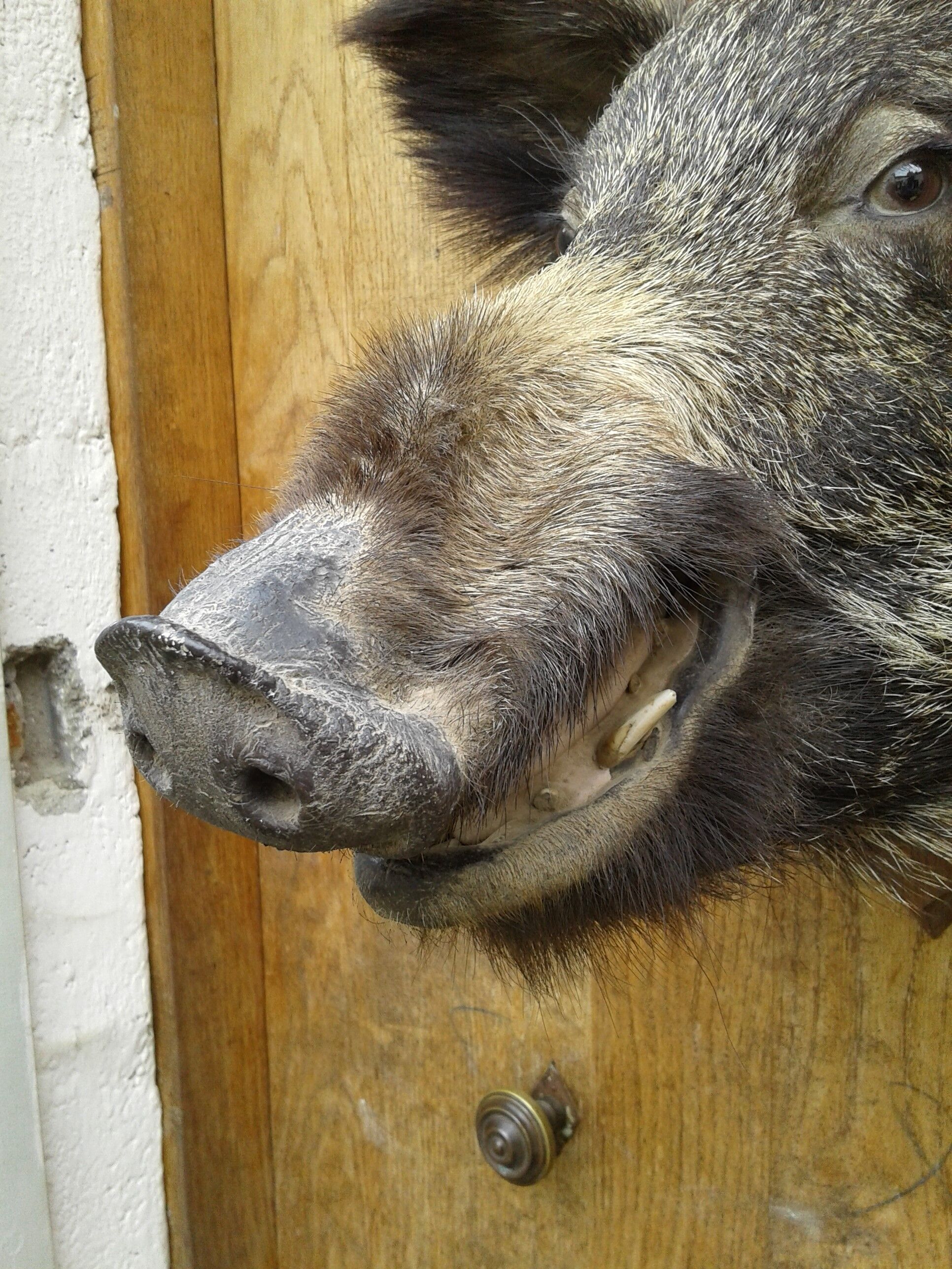 Taxidermie, tête de sanglier