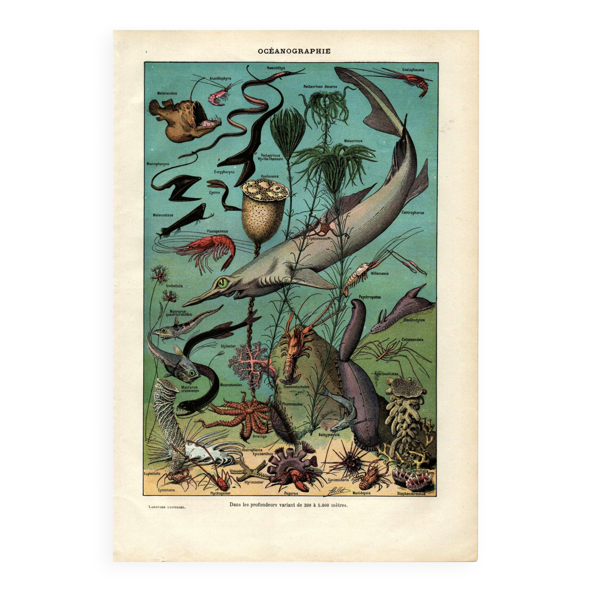 Antique engraving, 1923 - Oceanography and marine life - ocean and sea plate