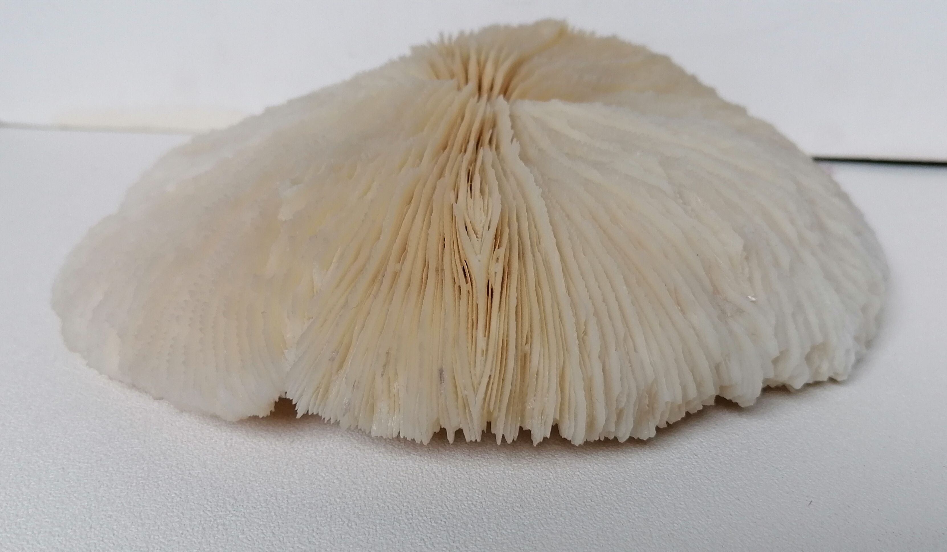 Authentic fungia coral 19 x 16 cm