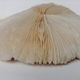 Authentic fungia coral 19 x 16 cm