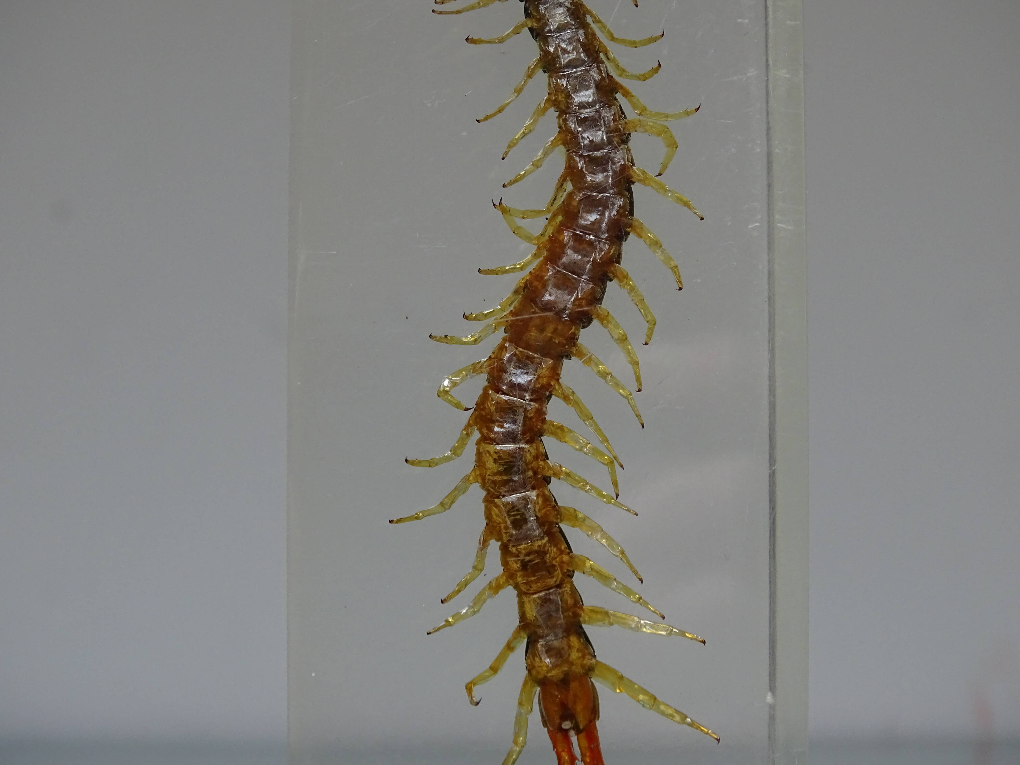 A thousand paw inclusion vintage queen