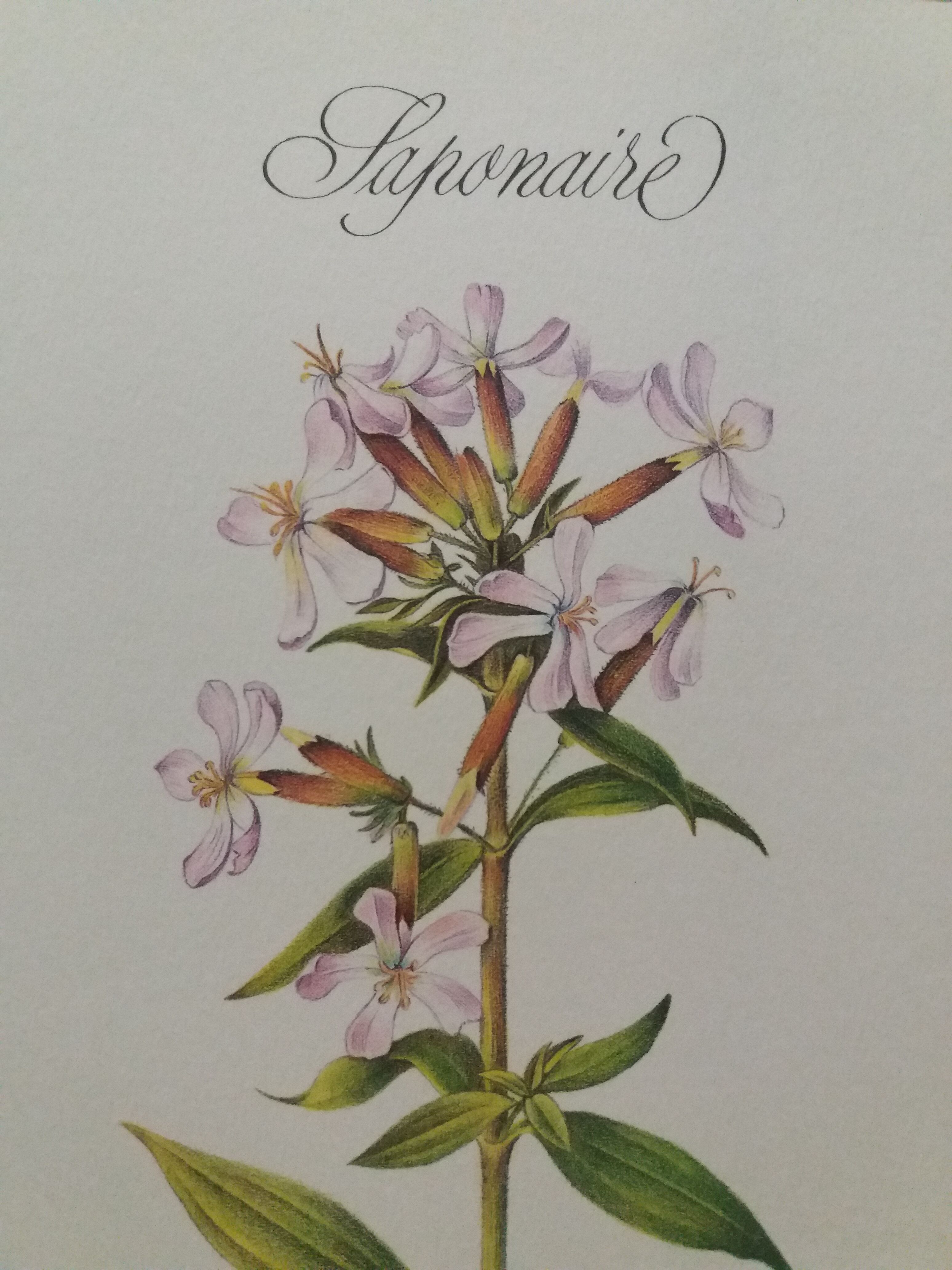 Botanical plank Saponaire