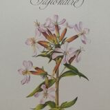 Botanical plank Saponaire