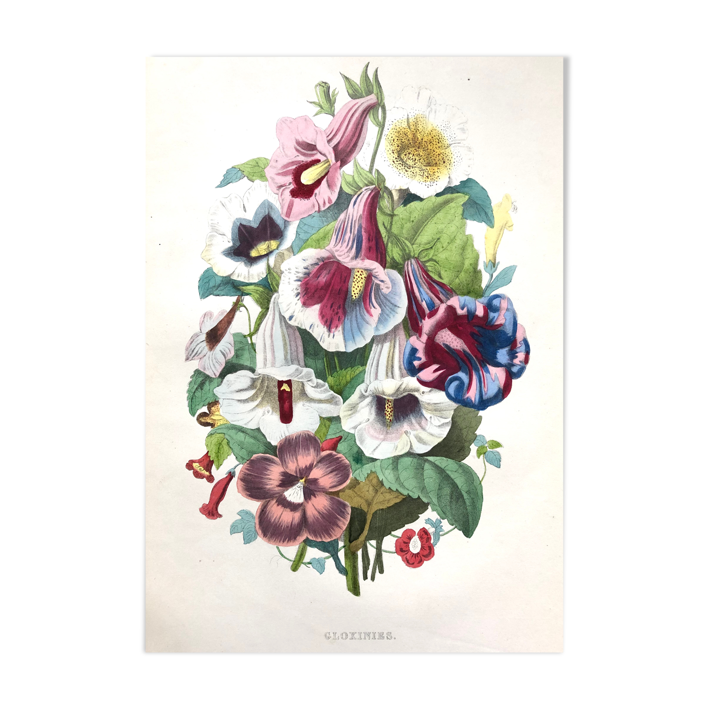 Affiche ancienne - Planche botanique de 1854