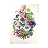 Affiche ancienne - Planche botanique de 1854