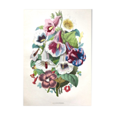 Affiche ancienne - Planche botanique de 1854