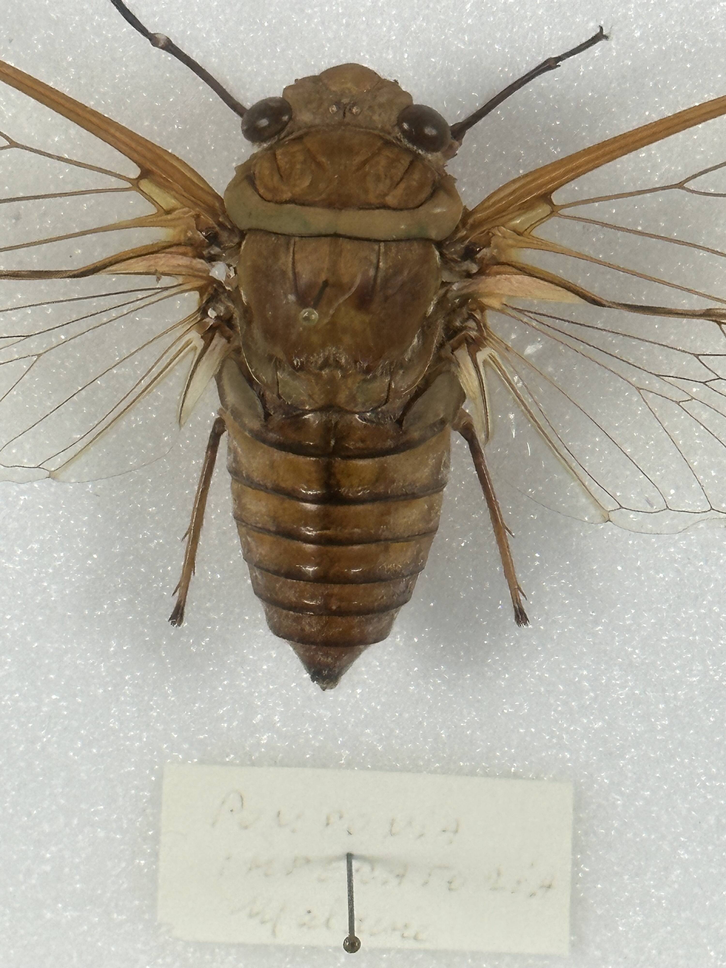 Old entomological insect frame 13 species