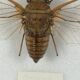 Old entomological insect frame 13 species