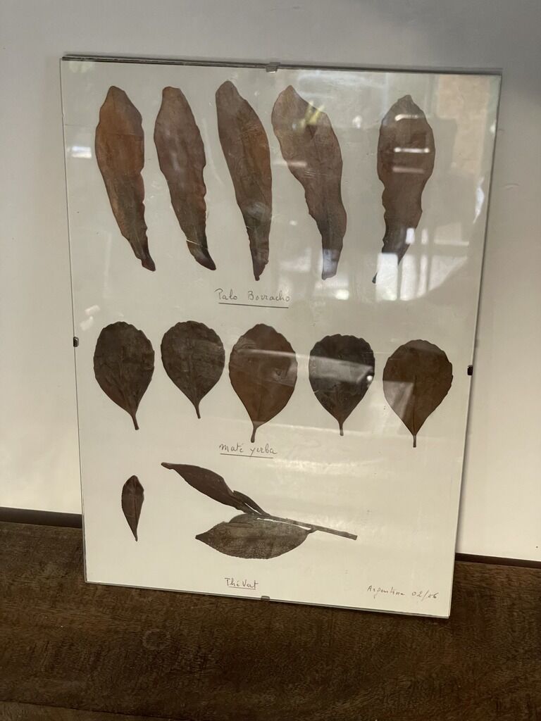 Herbier from Argentina