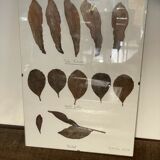 Herbier from Argentina