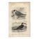 Antique engraving 1849 - Seagull, coast, ocean, fish