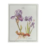 Iris botanical board